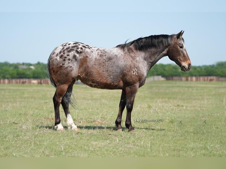 American Quarter Horse Castrone 15 Anni 147 cm Sauro scuro in wACO tx