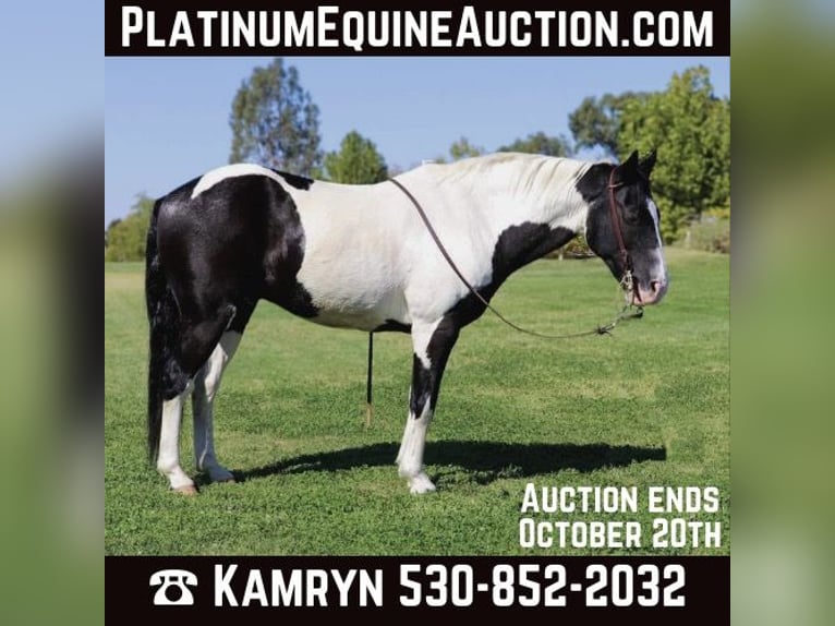 American Quarter Horse Castrone 15 Anni 147 cm Tobiano-tutti i colori in Pleasant Grove CA