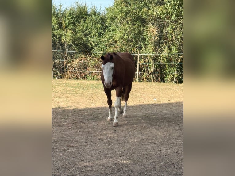 American Quarter Horse Castrone 15 Anni 148 cm Baio in Oberderdingen