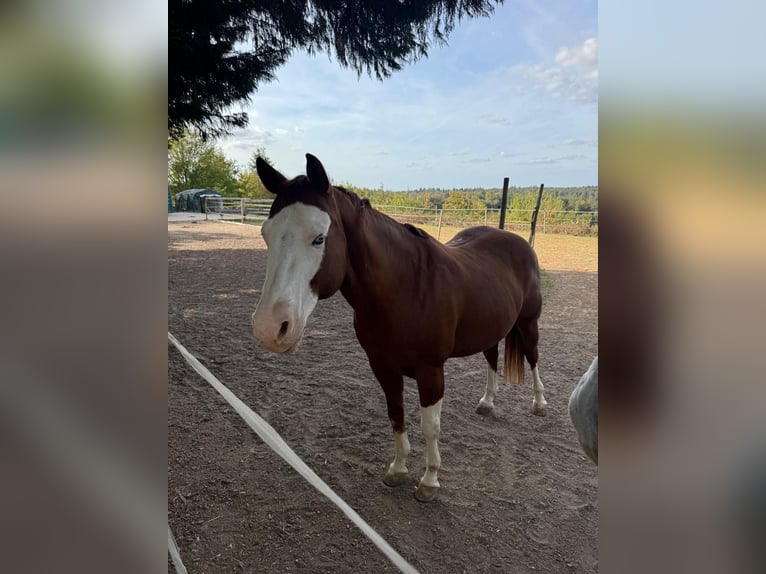 American Quarter Horse Castrone 15 Anni 148 cm Baio in Oberderdingen