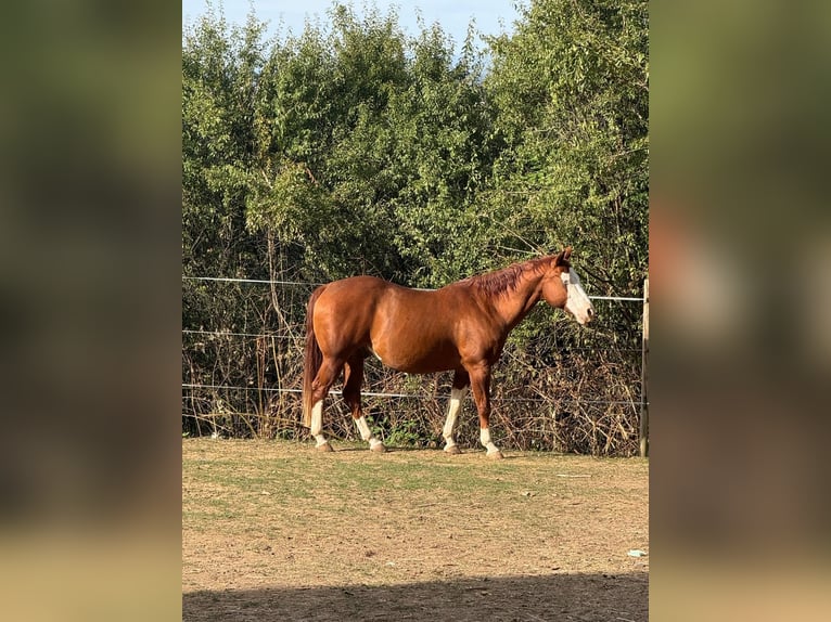 American Quarter Horse Castrone 15 Anni 148 cm Baio in Oberderdingen