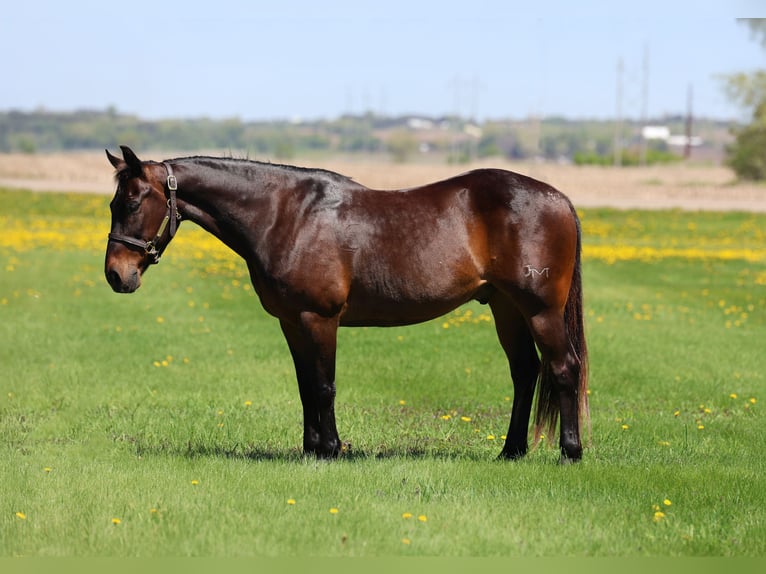 American Quarter Horse Castrone 15 Anni 150 cm Baio in Cannon Falls, MN