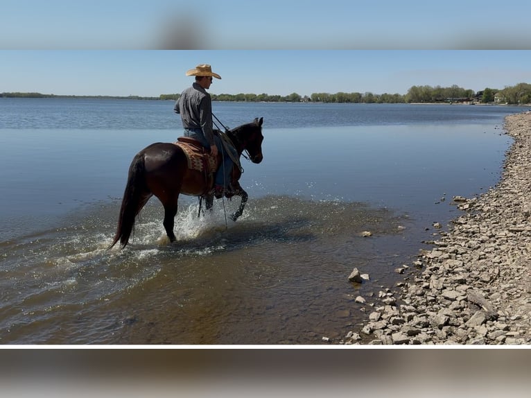 American Quarter Horse Castrone 15 Anni 150 cm Baio in Cannon Falls, MN