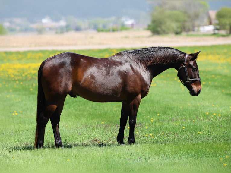 American Quarter Horse Castrone 15 Anni 150 cm Baio in Cannon Falls, MN
