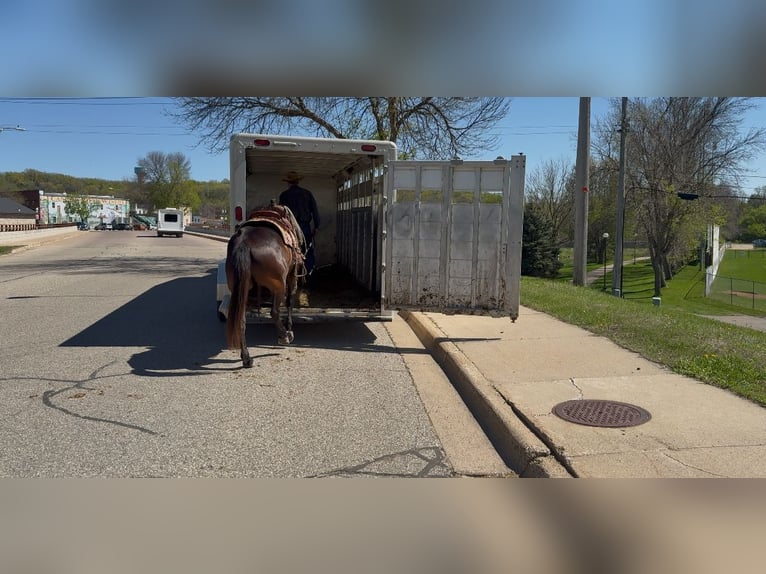 American Quarter Horse Castrone 15 Anni 150 cm Baio in Cannon Falls, MN