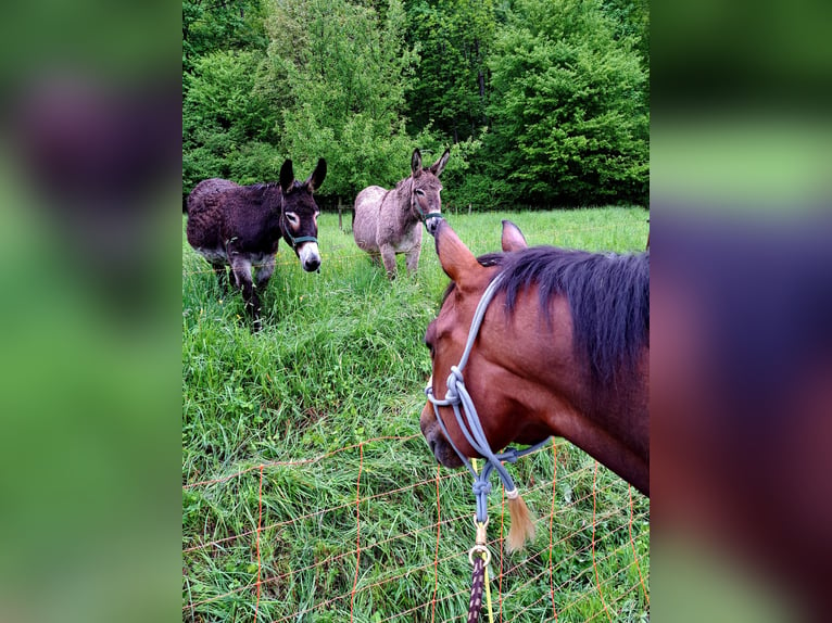 American Quarter Horse Castrone 15 Anni 150 cm Baio scuro in Sennwald