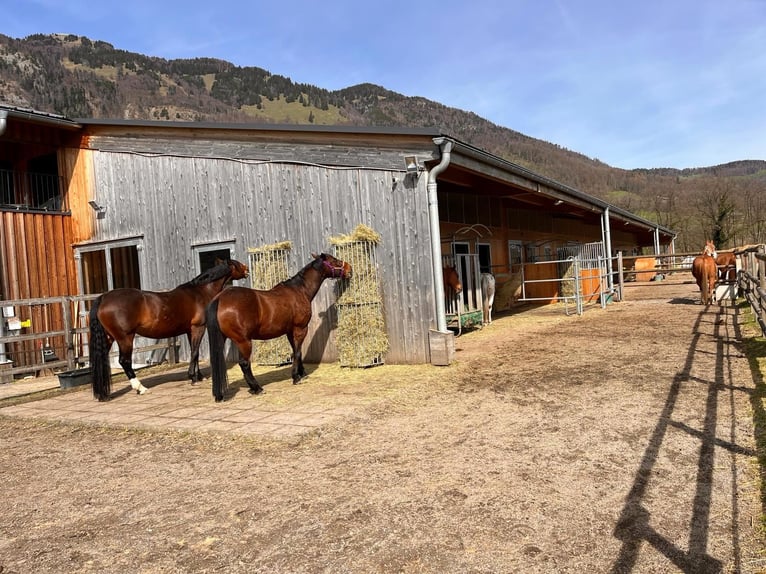 American Quarter Horse Castrone 15 Anni 150 cm Baio scuro in Sennwald