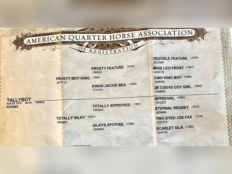 American Quarter Horse Castrone 15 Anni 150 cm Grigio in Ravenna TX