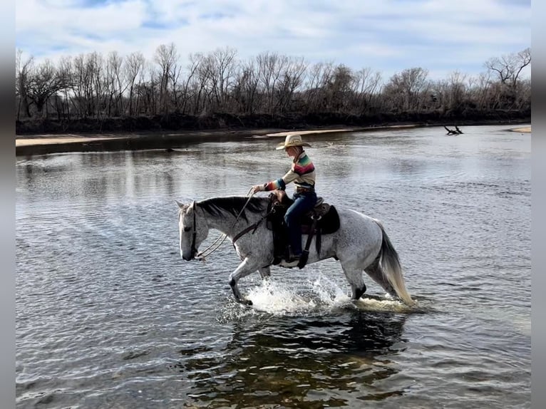 American Quarter Horse Castrone 15 Anni 150 cm Grigio in Ravenna TX