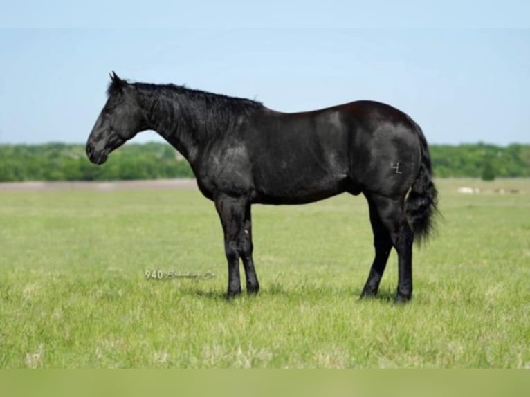 American Quarter Horse Castrone 15 Anni 150 cm Morello in waco TX