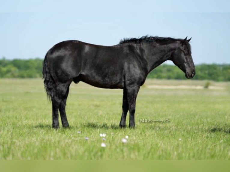 American Quarter Horse Castrone 15 Anni 150 cm Morello in waco TX