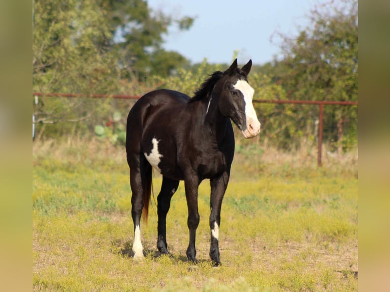 American Quarter Horse Castrone 15 Anni 150 cm Overo-tutti i colori in Stephenville TX