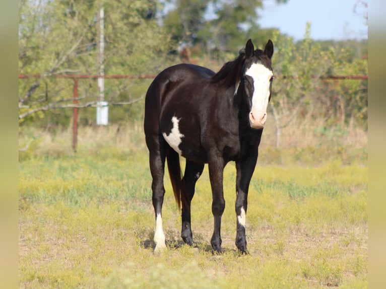 American Quarter Horse Castrone 15 Anni 150 cm Overo-tutti i colori in Stephenville TX