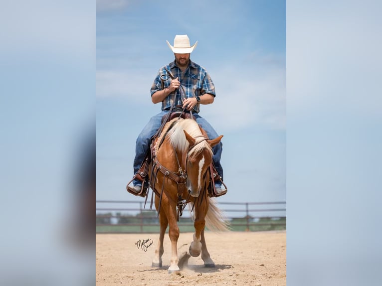 American Quarter Horse Castrone 15 Anni 150 cm Palomino in cannon falls MN