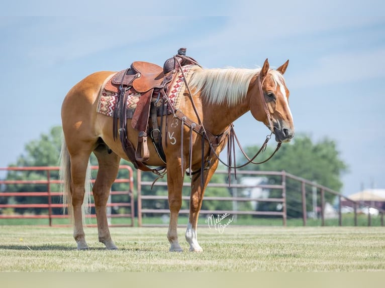 American Quarter Horse Castrone 15 Anni 150 cm Palomino in cannon falls MN