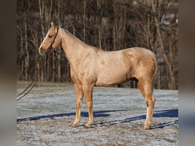 American Quarter Horse Castrone 15 Anni 150 cm Palomino in Somerset KY