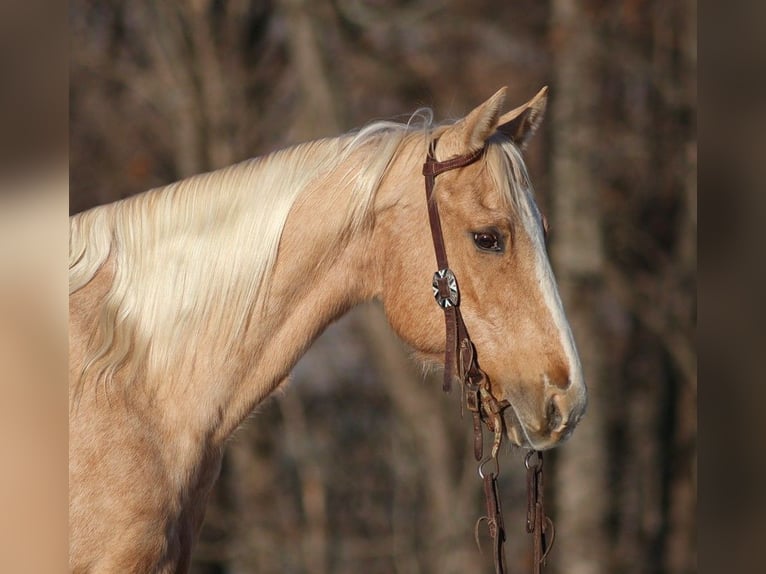 American Quarter Horse Castrone 15 Anni 150 cm Palomino in Somerset KY