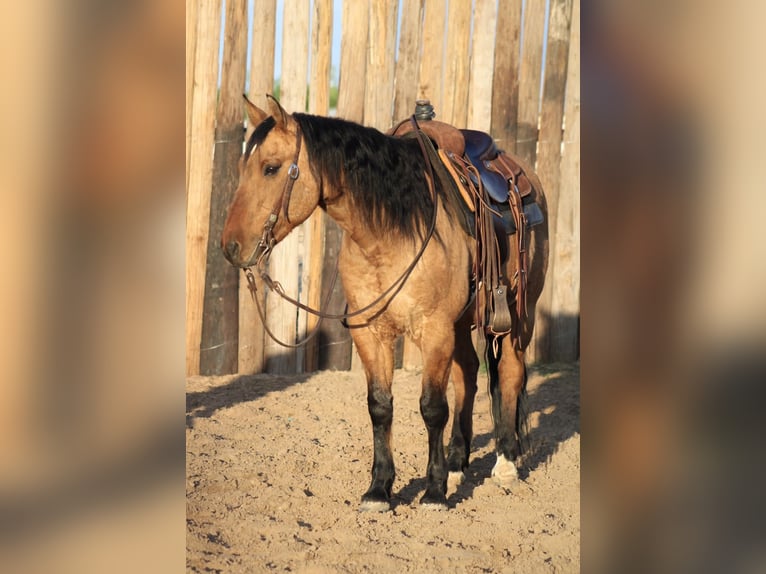 American Quarter Horse Castrone 15 Anni 150 cm Pelle di daino in Morgan Mill TX