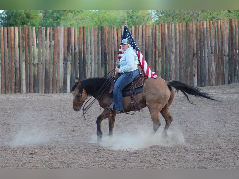 American Quarter Horse Castrone 15 Anni 150 cm Pelle di daino in Morgan Mill TX