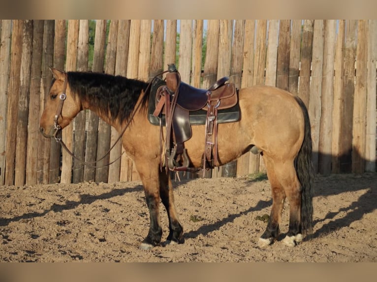 American Quarter Horse Castrone 15 Anni 150 cm Pelle di daino in Morgan Mill TX