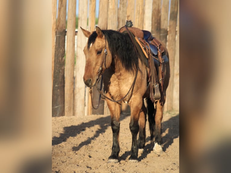 American Quarter Horse Castrone 15 Anni 150 cm Pelle di daino in Morgan Mill TX