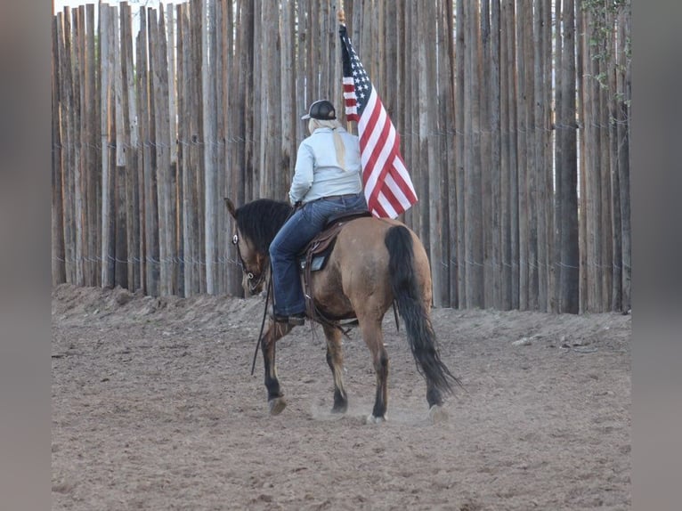 American Quarter Horse Castrone 15 Anni 150 cm Pelle di daino in Morgan Mill TX