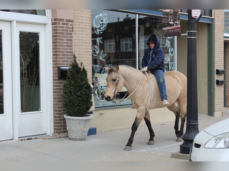 American Quarter Horse Castrone 15 Anni 150 cm Pelle di daino in Oskaloosa, IA