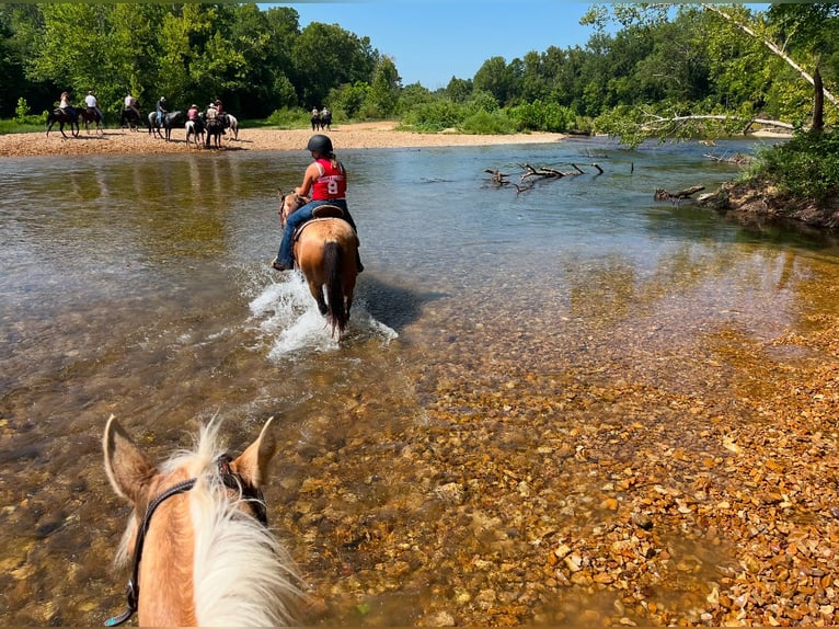 American Quarter Horse Castrone 15 Anni 150 cm Pelle di daino in Oskaloosa, IA