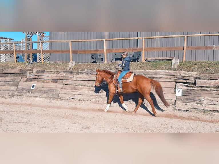 American Quarter Horse Castrone 15 Anni 150 cm Sauro in Bad Soden-Salmünster