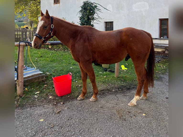 American Quarter Horse Castrone 15 Anni 150 cm Sauro in Ternberg