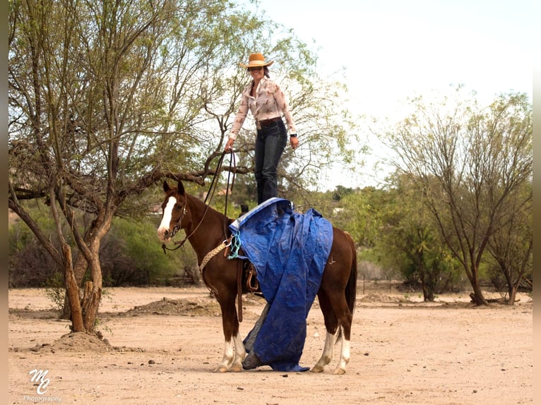 American Quarter Horse Castrone 15 Anni 150 cm Sauro ciliegia in Wickenburg AZ