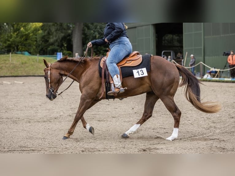 American Quarter Horse Castrone 15 Anni 150 cm Sauro in Pansdorf, Holstein
