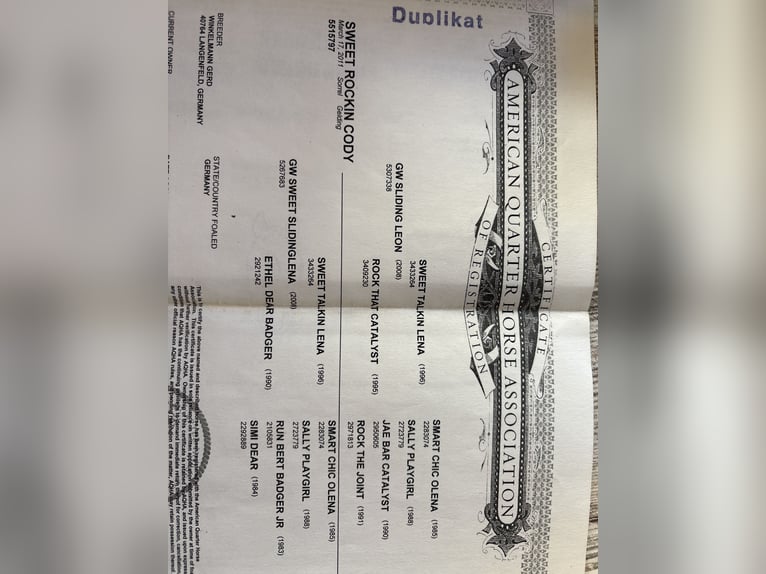 American Quarter Horse Castrone 15 Anni 150 cm Sauro in Pansdorf, Holstein