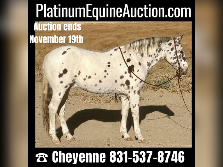 American Quarter Horse Castrone 15 Anni 150 cm Sauro scuro in Bitterwater CA