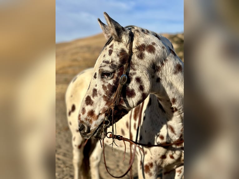 American Quarter Horse Castrone 15 Anni 150 cm Sauro scuro in Bitterwater CA