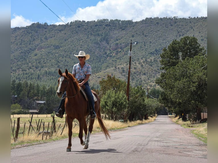 American Quarter Horse Castrone 15 Anni 150 cm Sauro scuro in Cottonwood AZ