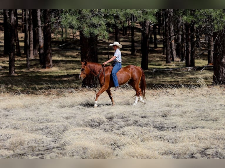 American Quarter Horse Castrone 15 Anni 150 cm Sauro scuro in Cottonwood AZ