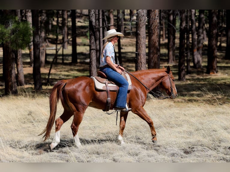 American Quarter Horse Castrone 15 Anni 150 cm Sauro scuro in Cottonwood AZ
