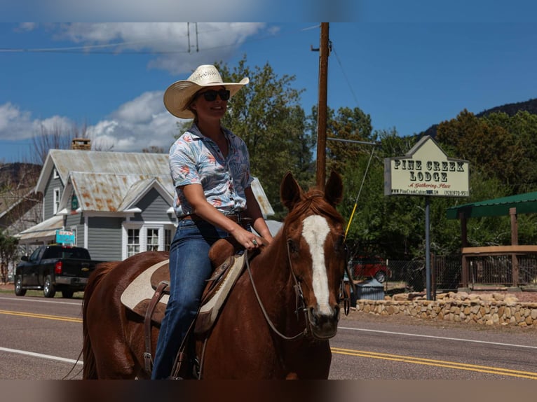 American Quarter Horse Castrone 15 Anni 150 cm Sauro scuro in Cottonwood AZ