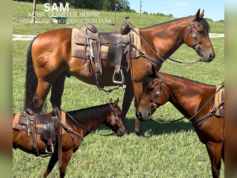 American Quarter Horse Castrone 15 Anni 152 cm Baio ciliegia in Petersburg, TN