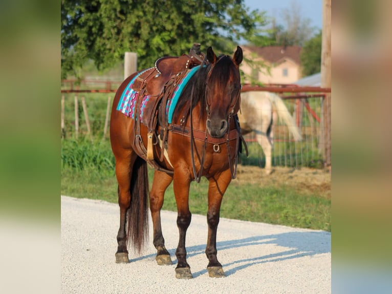 American Quarter Horse Castrone 15 Anni 152 cm Baio ciliegia in Stephenville TX