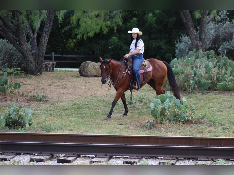 American Quarter Horse Castrone 15 Anni 152 cm Baio ciliegia in Stephenville TX