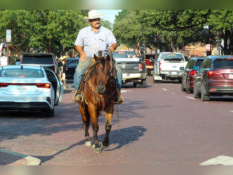 American Quarter Horse Castrone 15 Anni 152 cm Baio ciliegia in Stephenville TX