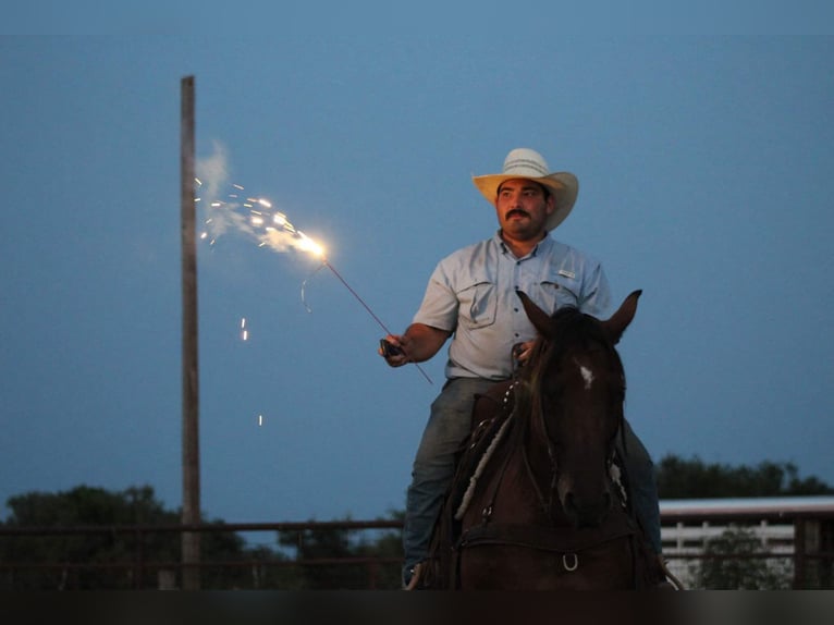 American Quarter Horse Castrone 15 Anni 152 cm Baio ciliegia in Stephenville TX