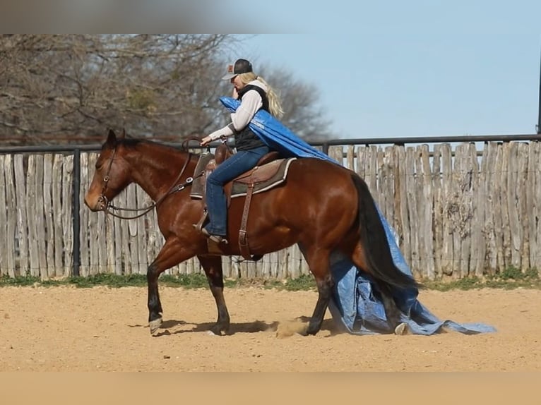 American Quarter Horse Castrone 15 Anni 152 cm Baio ciliegia in Weatherford TX