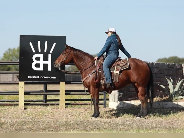 American Quarter Horse Castrone 15 Anni 152 cm Baio ciliegia in Weatherford TX