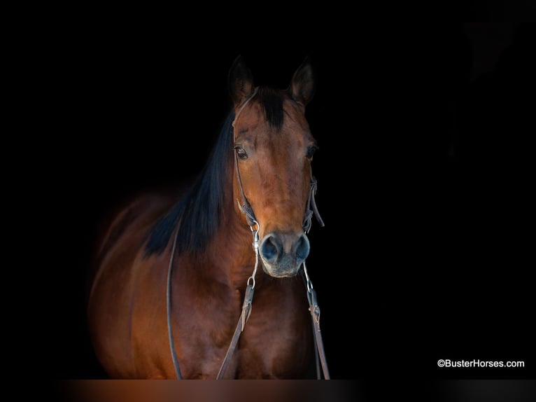 American Quarter Horse Castrone 15 Anni 152 cm Baio ciliegia in Weatherford TX