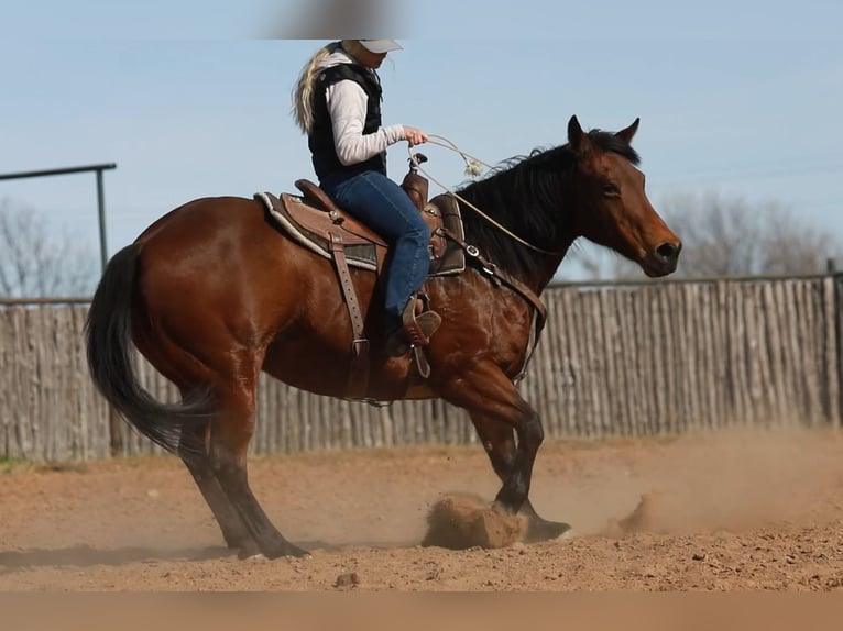 American Quarter Horse Castrone 15 Anni 152 cm Baio ciliegia in Weatherford TX