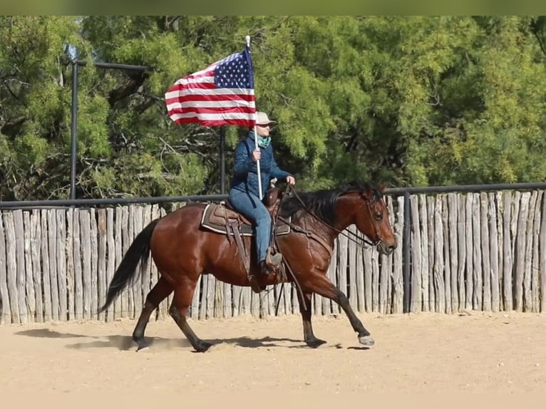 American Quarter Horse Castrone 15 Anni 152 cm Baio ciliegia in Weatherford TX