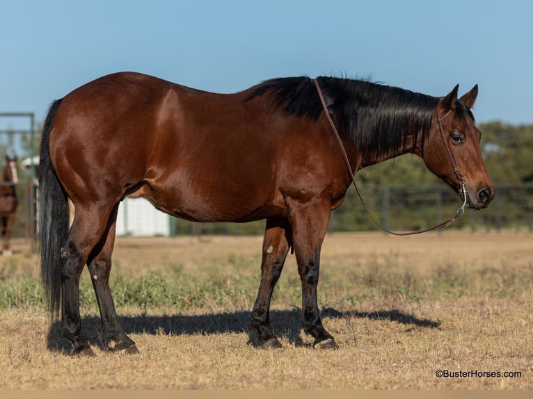 American Quarter Horse Castrone 15 Anni 152 cm Baio ciliegia in Weatherford TX